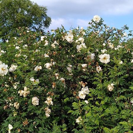 Lilla Mysstuga I Havsnaera Varberg Dış mekan fotoğraf