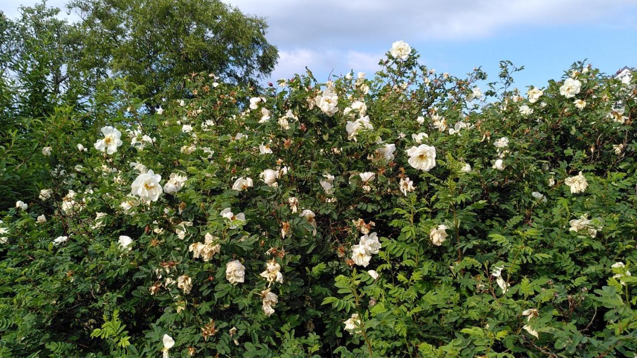 Lilla Mysstuga I Havsnaera Varberg Dış mekan fotoğraf